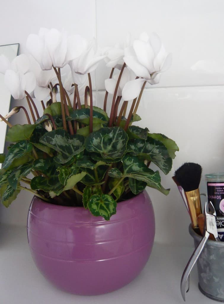 piante in bagno